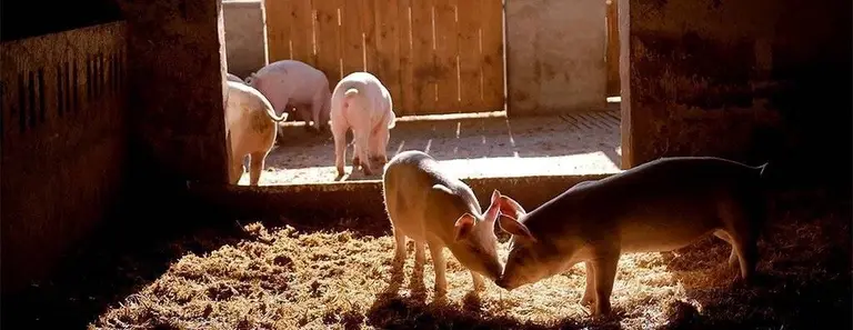 Joves pagesos i ramaders 4