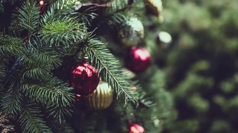 Avet de Nadal ©pexels
Tj Holowaychuk