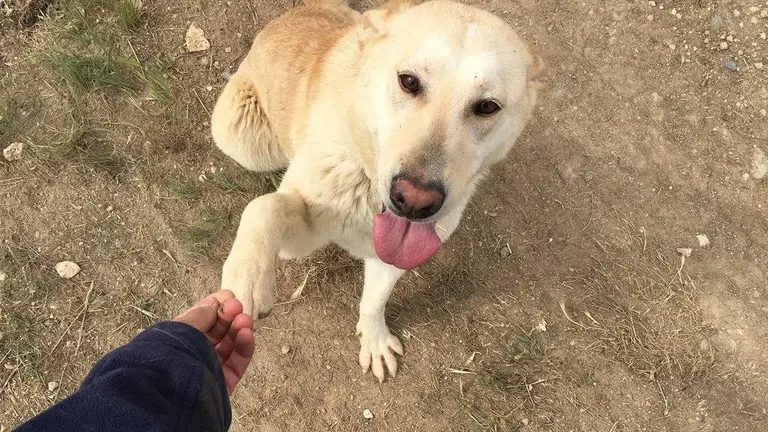 La tasca en adopcions i recuperacions redueix a 65 els animals que hi ha al Refugi dels Peluts, la xifra més baixa de la seua història - Paeria de Lleida
