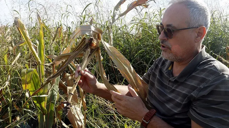 Xavier Auqué, mostrant afectació del panís per l'escarabat Diabrotica ©OriolBosch