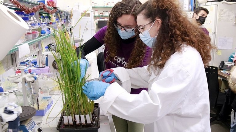 Una estudiant treu ADN d'unad'arròs ©AnnaBerga