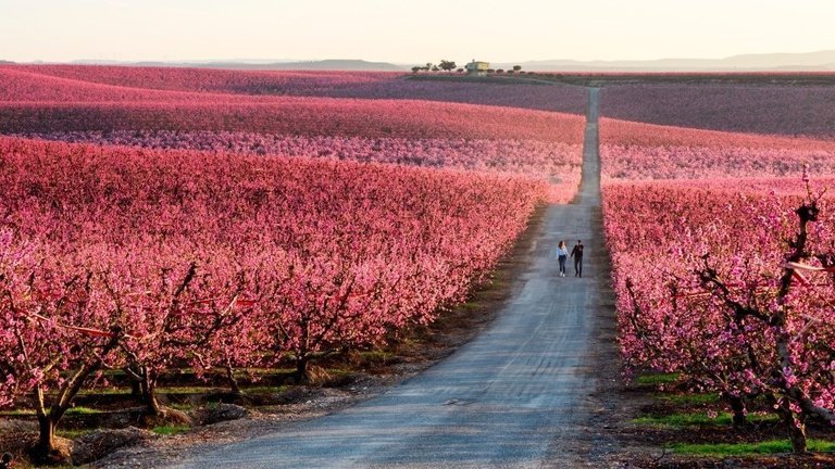Floració al camps del Baix Segrià. Fotografia: Félix Lorenzo.