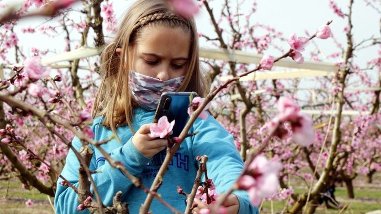 Pla tancat d'una nena fent una fotografia a un arbre fruiter florit a Alcarràs, el 6 de març de 2021. (Horitzontal) 

Data de publicació: dissabte 06 de març del 2021, 15:47

Autor: Anna Berga
