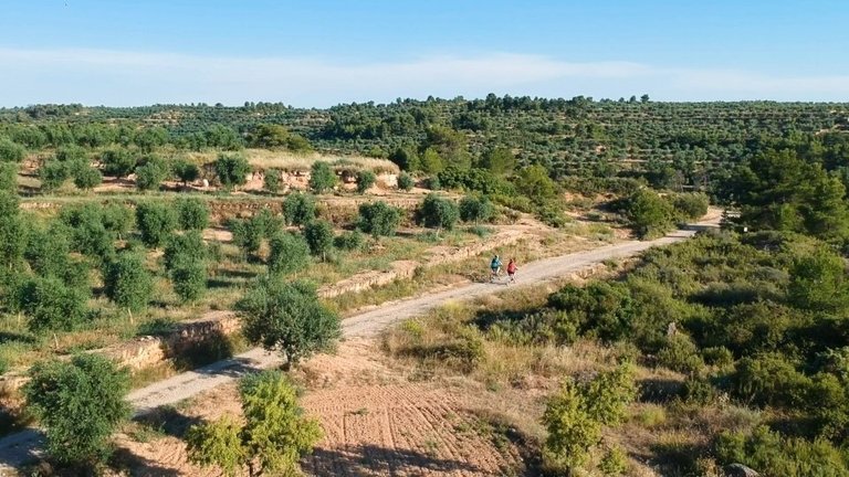 Ruta d'oliveres des de l'aire. Fotografia: Consell Comarcal de les Garrigues.
