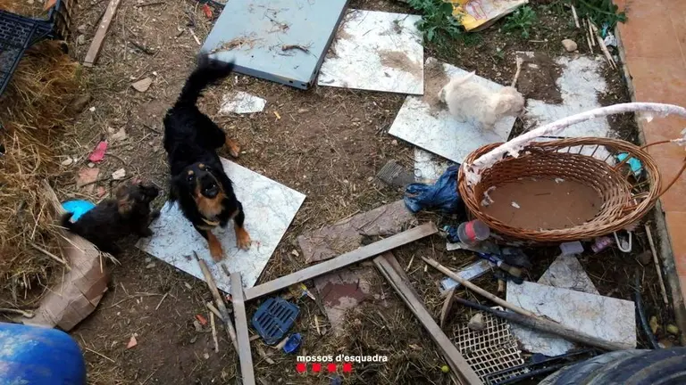L'estat de desordre que presentava la casa de Vila-sana i alguns dels gossos que hi van trobar els Mossos.
Data de publicació: divendres 07 d’octubre del 2022, 09:23
Localització: Vila-sana
Autor: Cedida pels Mossos d'Esquadra
