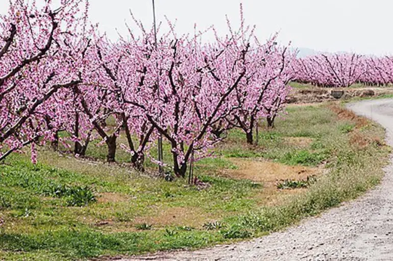 Aitona baixa l'IBI rústic per minimitzar l'impacte de la pujada de preus de la fruita dolça Aitona baixa l'IBI rústic per minimitzar l'impacte de la pujada de preus de la fruita dolça