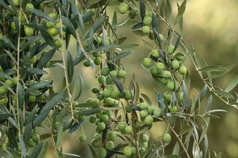 Les DOP Siurana i Garrigues afronten amb neguit l’aplicació d’aranzels del 25% als EUA Les DOP Siurana i Garrigues afronten amb neguit l’aplicació d’aranzels del 25% als EUA