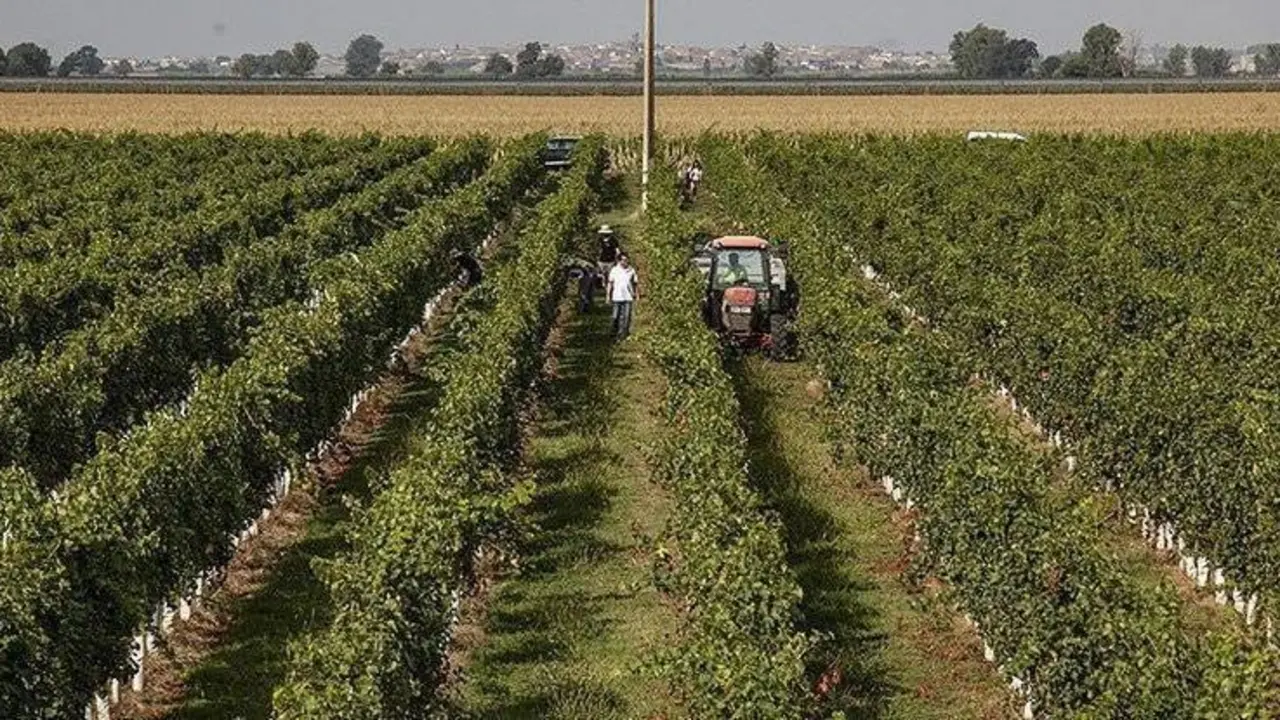 Arxiu, verema en els cellers de la DO Costers del Segre ©Territoriscat