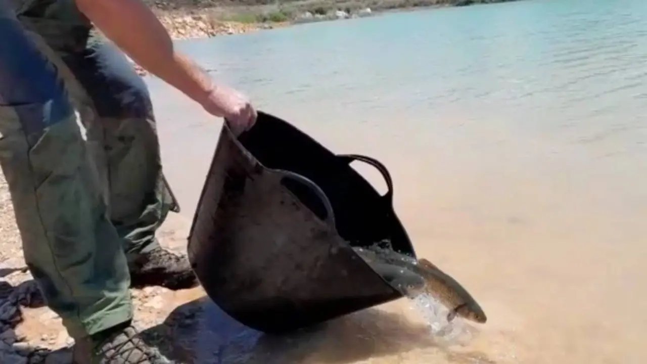 Un dels c&iacute;prinids alliberats en espais fluvials de les comarques de Lleida

Data de publicaci&oacute;: dimecres 24 d&rsquo;agost del 2022, 12:45

Localitzaci&oacute;: L'Albag&eacute;s

Autor: Cedida per Acci&oacute; Clim&agrave;tica