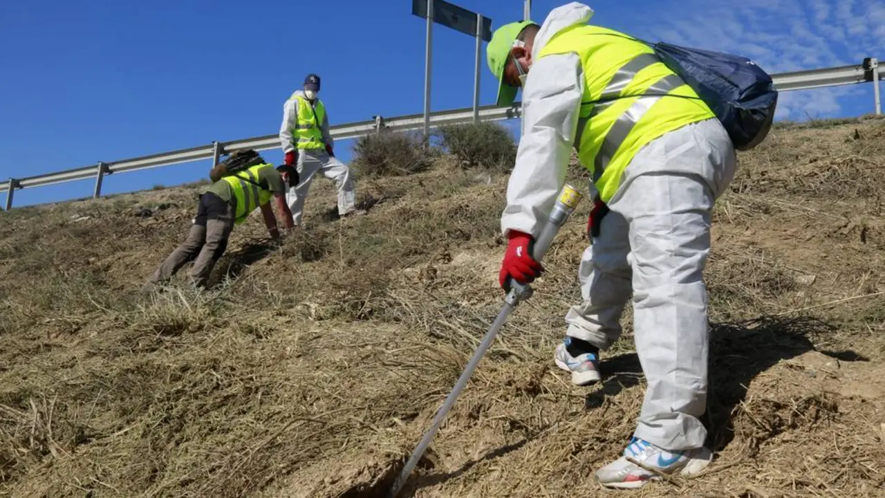 Operaris apliquen fosfur d'alumini dins de caus de conills i els tapen als peus de la LV-7041 entre Aitona i Soses &copy;Anna Berga