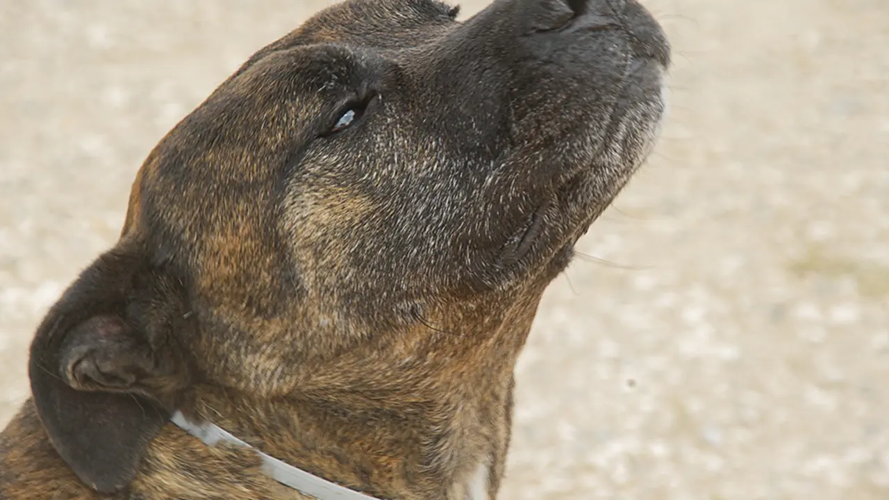 Un dels gossets del Centre d'Acollida d'Animals de Companyia de Lleida, conegut com el Refugi del Peluts - Foto: Aida Pallàs Barta