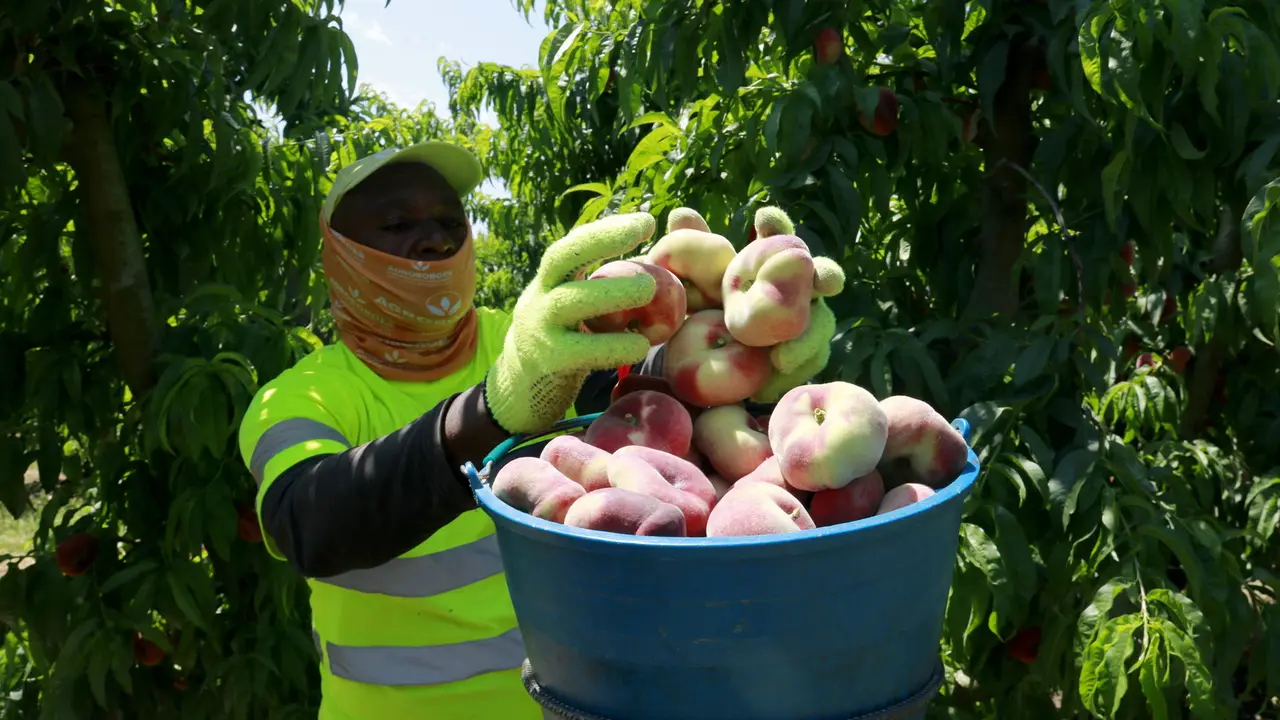 Un temporer collint préssecs. Foto: ACN