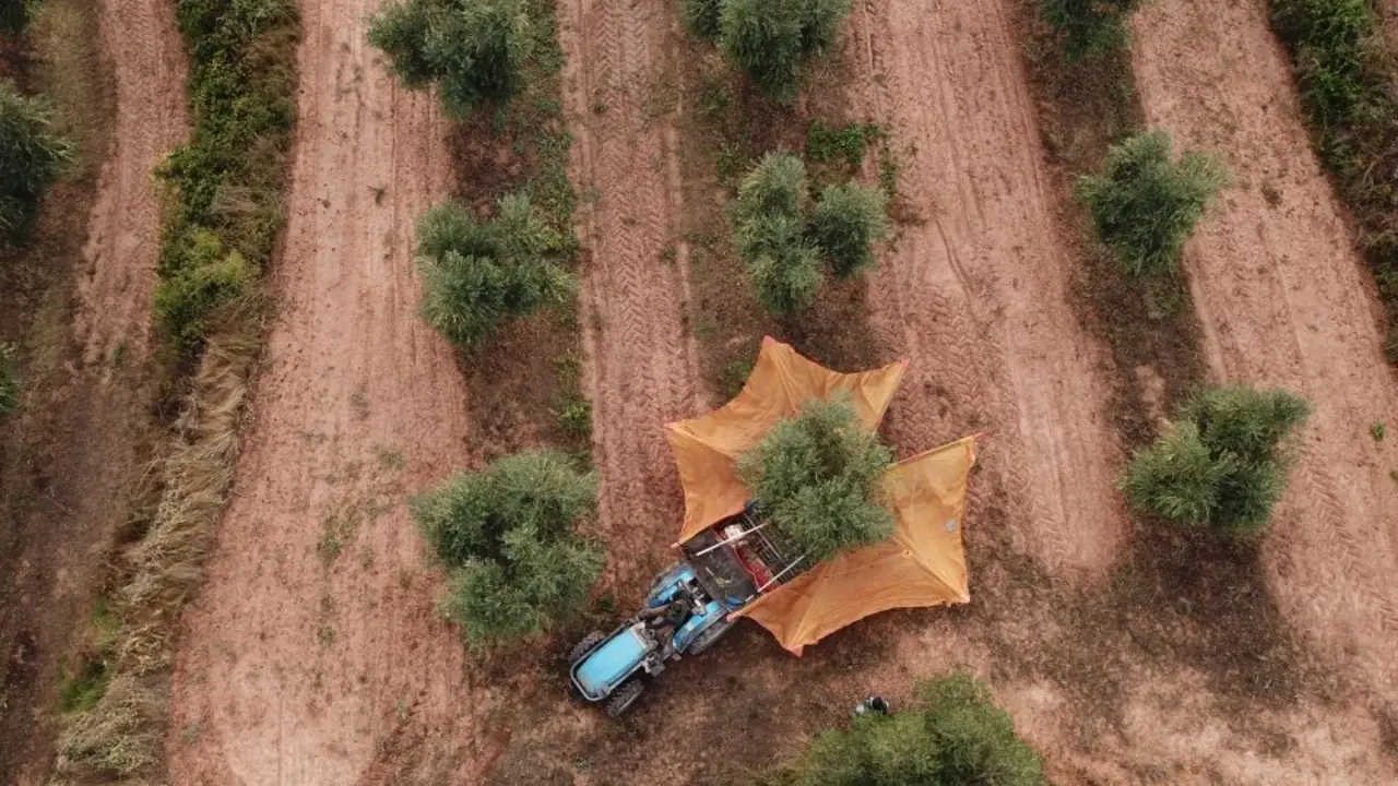 Collita d'olives. Foto_ Molí Olicatessen