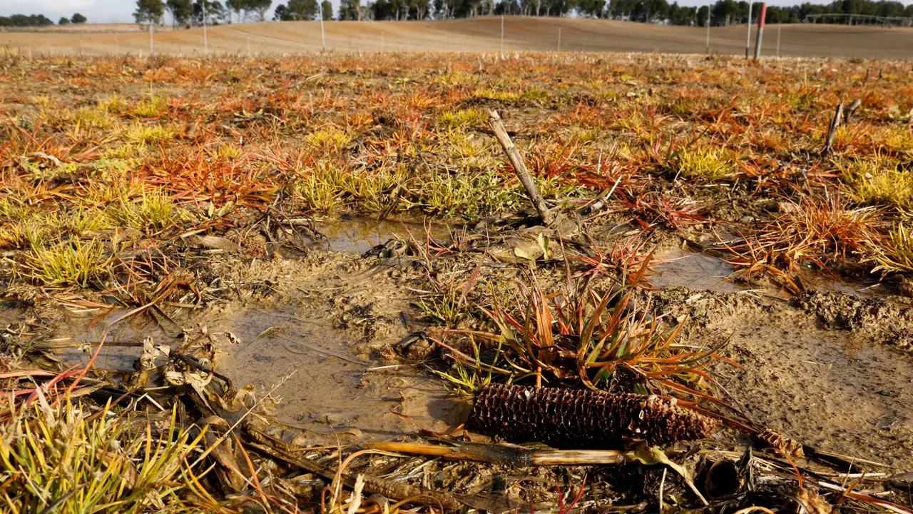 Imatge d'un camp de cereals negat per l'aigua. Foto. ACN