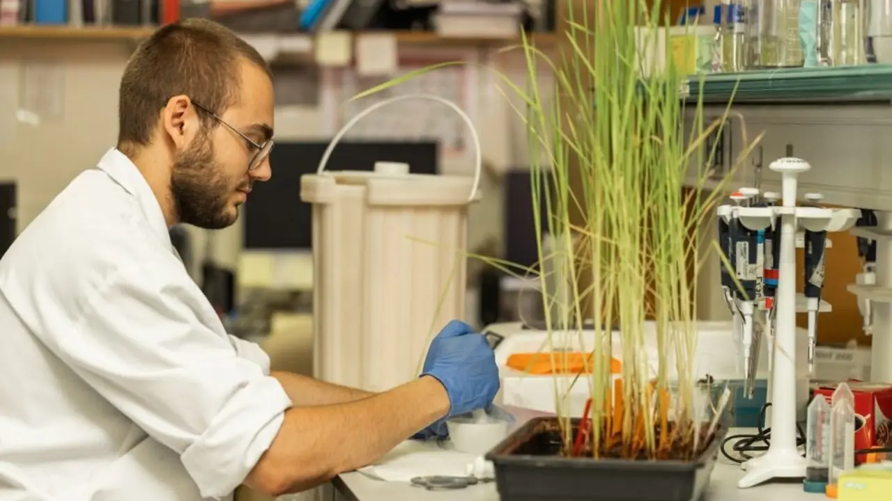 El futur Centre d&rsquo;Edici&oacute; Gen&ograve;mica de Cereals s&rsquo;ubicar&agrave; a les instal&middot;lacions de la Universitat de Lleida