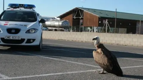 Els Mossos d&#39;Esquadra custodien el voltor fins l&#39;arribada dels Agents Rurals.