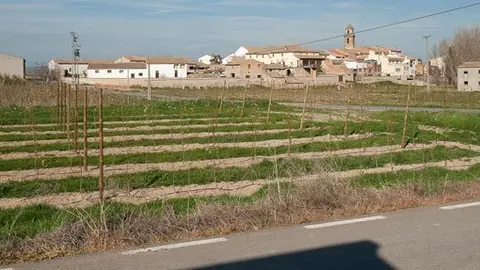 La variant creuara de la carretera de Bellpuig a la de Castellnou de Seana.