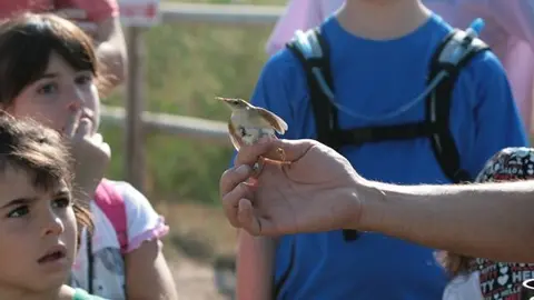 Activitats ornitològiques al Parc natural de l'Estany d'Ivars i Vila-sana