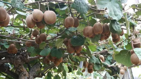 Imatge de la plantació de kiwis de Vidal a Vilanova de Bellpuig.