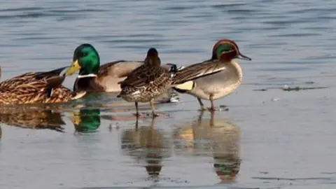 Imatge de les varietat d'aus que tenen el seu habitat a l'Estany.