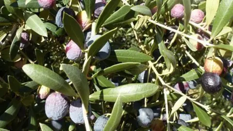 Imatges olives a la comarca de les Garrigues.