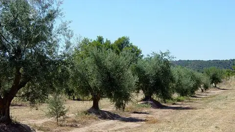 Imatge oliveres a la comarca de les Garrigues