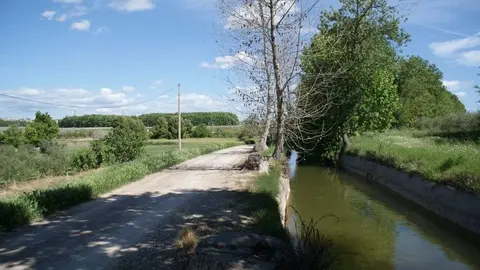 Els exemplars morts s&#39;estenen al pas per la Banqueta
