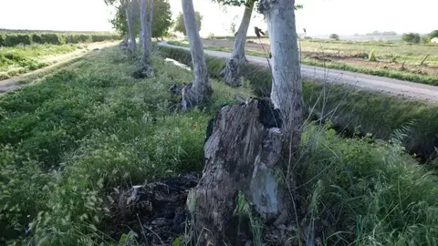 Moltes soques també estan afectades o mortes