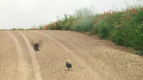 Coto caça Borges Blanques