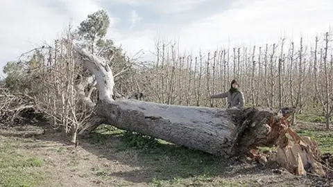 Una veina de Vilanova mostra les dimensions del pi centenari tombat pel vent.