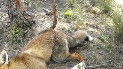 Guineu morta amb paranys il·legals a Granyena de les Garrigues