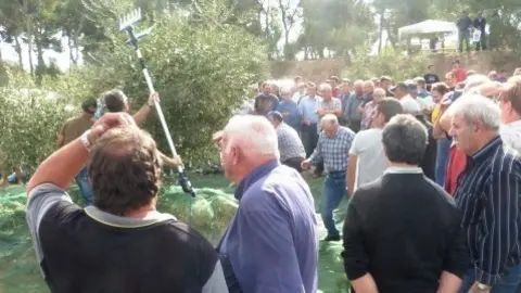 Jornada tècnica sobre l'olivera