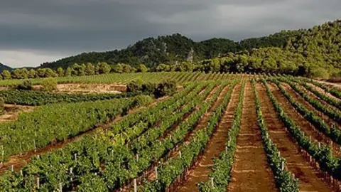 Imatge de les finques a la comarca de les Garrigues del Celler Tomàs Cusiné.