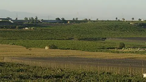 La gran majoria de pagesos no protegeix els seus cultius amb xarxes antipedra