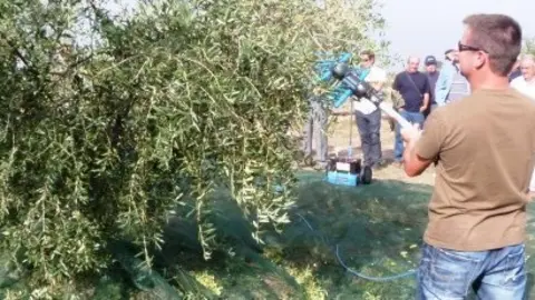 Jornada tècnica sobre l&#39;olivera