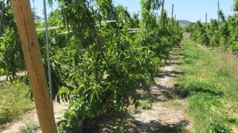 Fruticultura a les Borges Blanques