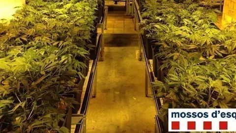 Cultiu de marihuana