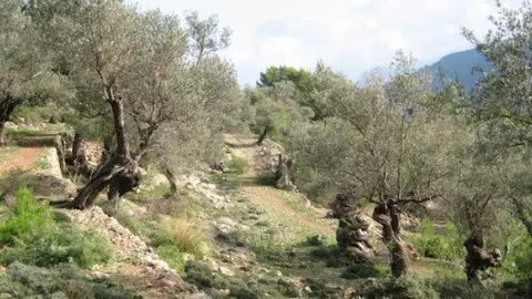 oliveres