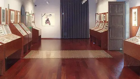 L'exposició mostra Més de 2.500 papallones i insectes de tot el món.
