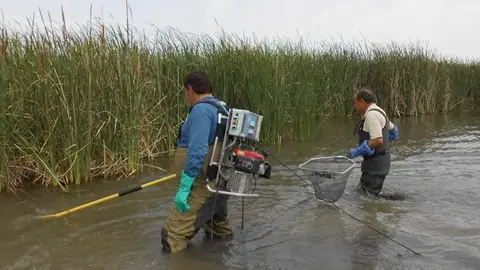 Els tècnics van capturar els exemplars a l'Estany d'Ivars i Vila-sana