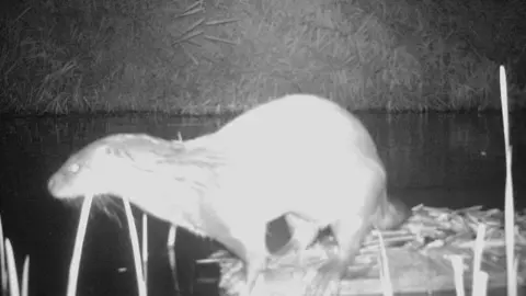 Exemplar de llúdriga a l'Estany d'Ivars i Vila-sana