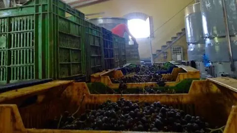 Vendimia 2015 Vinya els Vilars 1