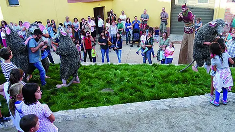 Rats Campi Qui Pugui a Cua d'Estiu