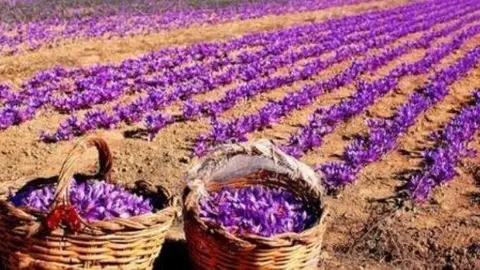Una plantació de safrà