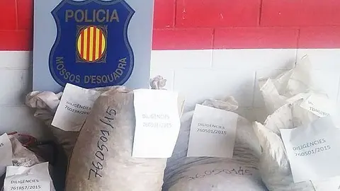 Les ametlles requisades pels Mossos d'Esquadra
