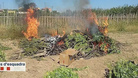 Marihuana Lleida PORTADA