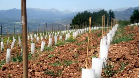 freixenet04