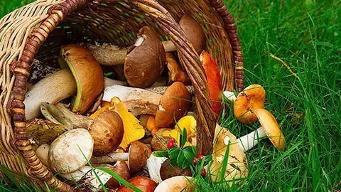 mushrooms in willow basket on soft  green grass