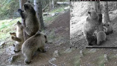 Imatges de la femella d'os i els cadells en el Parc Natural de l'Alt Pirineu ©Imatge d'arxiu