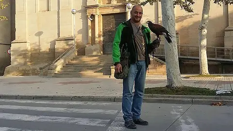 Actuació de rapinyaires per evitar la presència de coloms a Bellvís.